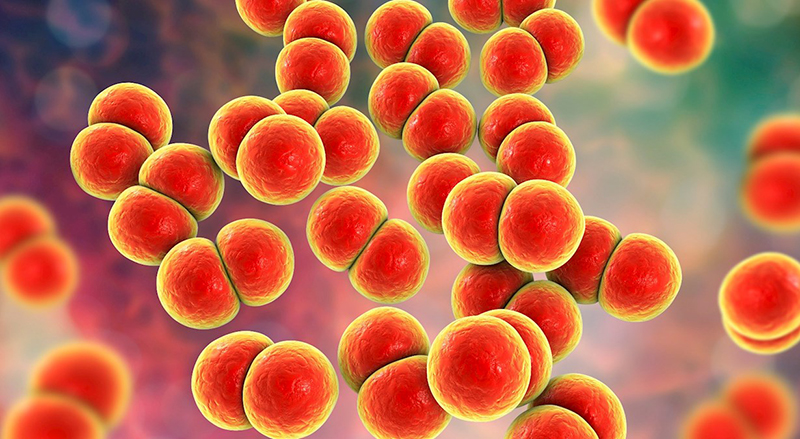 Vi khuẩn Neisseria gonorrhoeae là átc nhân gây bệnh lậu