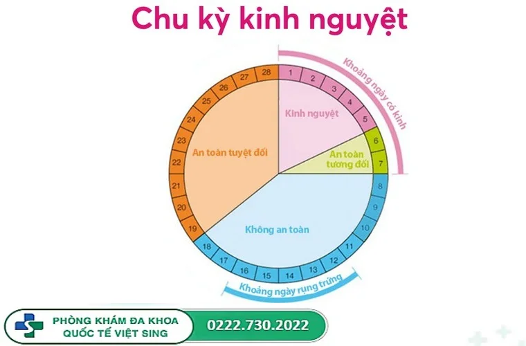 Tìm hiểu về chu kỳ kinh nguyệt bình thường ở nữ giới