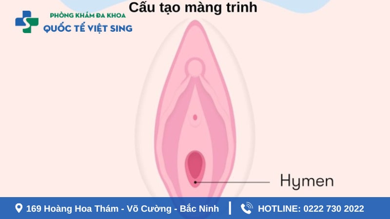 Màng trinh hình thành như thế nào? Giữ chức năng gì?