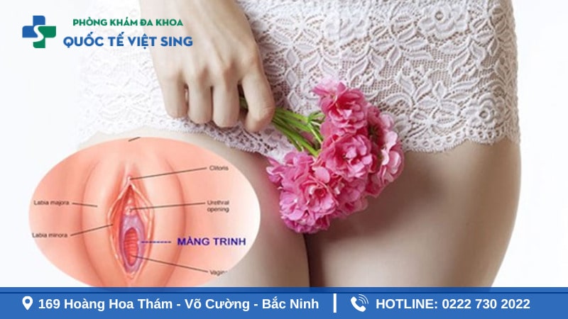 Cấu tạo và chức năng của màng trinh đối với phụ nữ