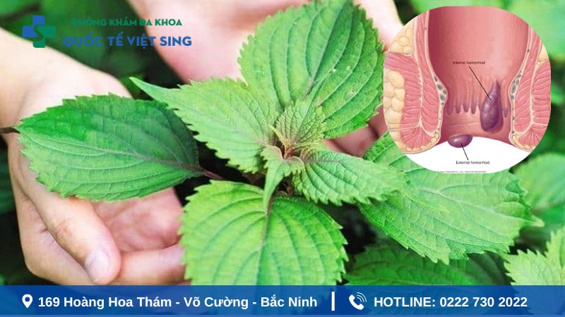 Lá kinh giới có thể được sử dụng để xông hậu môn.