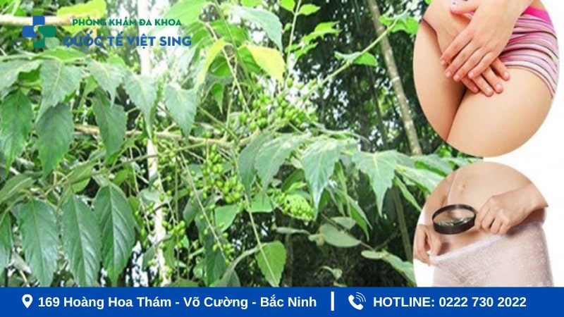 Có nên dùng thuốc nam chữa bệnh viêm phụ khoa không?