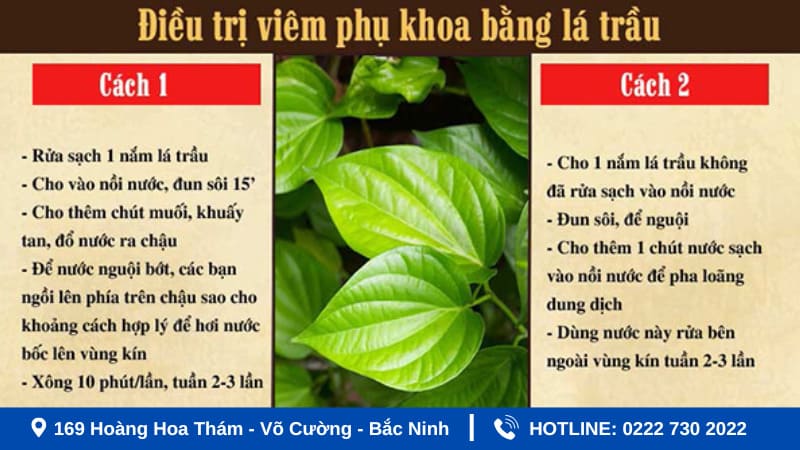 Chữa viêm phụ khoa bằng lá trầu không